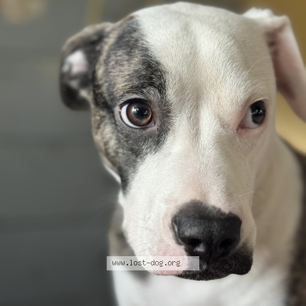 Photo 1/1 Ace Dog lost in New York