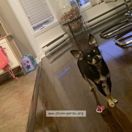 Photo 1/1 moulki Dog lost in Longueuil
