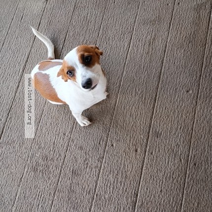 Photo 1/1 venus sunny Alvarez Dog lost in Fresno