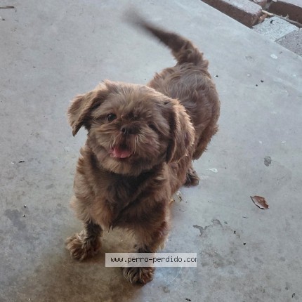 Photo 2/2 Morena Chucky Dog lost in Phoenix