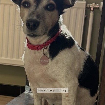 Foto van vermiste hond in Arsimont