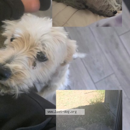Picture of dog lost at Glendale