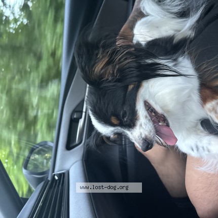 Photo 1/1 Found dog Found in Downingtown