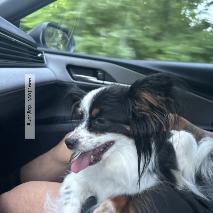 Photo 1/1 Found dog Found in Downingtown