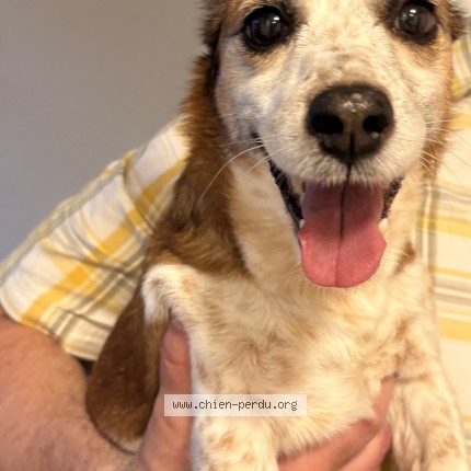 Foto van gevonden hond in Woluwe Saint Pierre