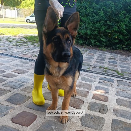 Foto di cane trovato a Choisy En Brie