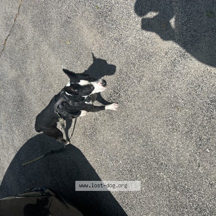 Photo 1/1 Found dog Found in St Louis
