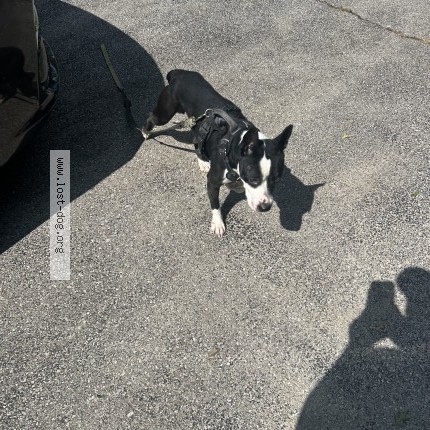 Photo 1/1 Found dog Found in St Louis