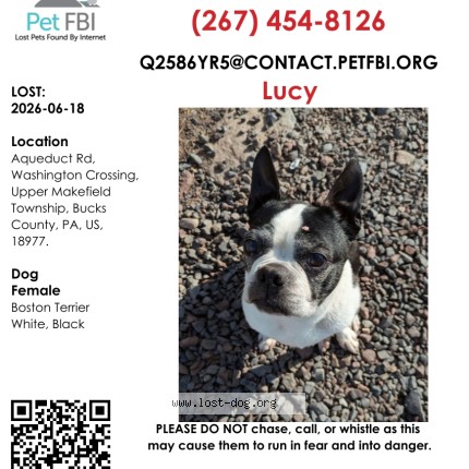Photo 1/1 lucy Dog lost in Washington Crossing