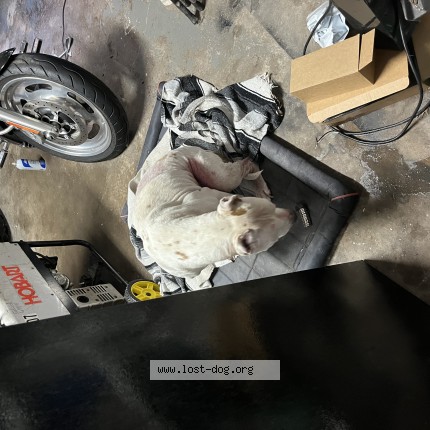 Photo 1/1 Found dog Found in Indianapolis
