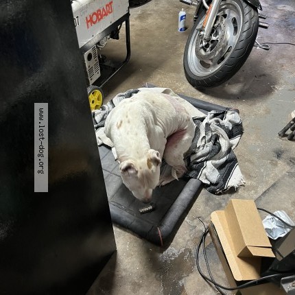 Photo 1/1 Found dog Found in Indianapolis