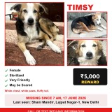 Timsy