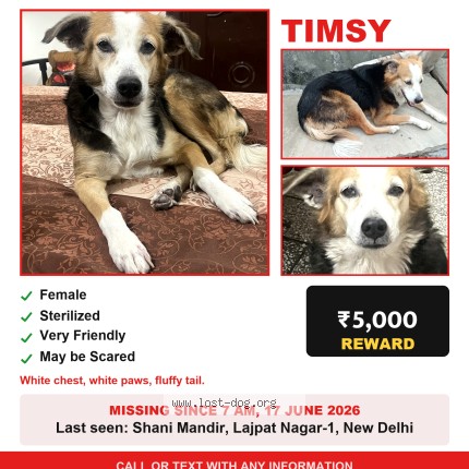 Photo 1/1 Reunited dog Lost in Lajpat Nagar New Delhi