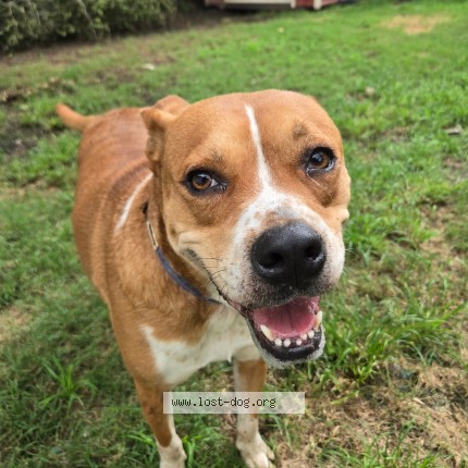 Photo 1/1 Found dog Found in Houston