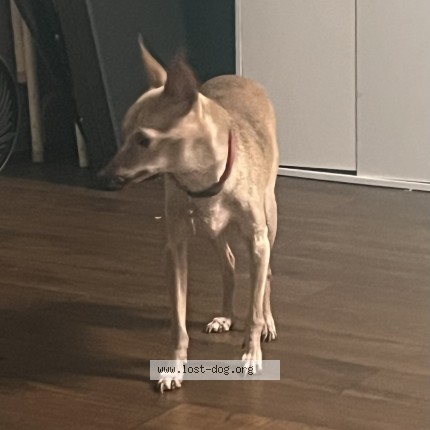 Photo 1/1 Reunited dog Found in Flagstaff