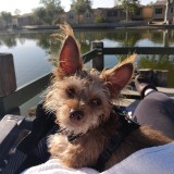 chico