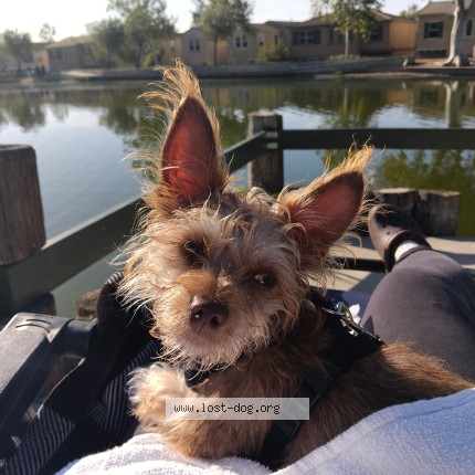 Picture of dog lost at Ontario