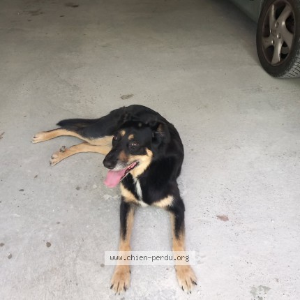 Photo 1/1 Found dog Found in Moissac