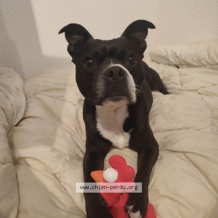 Foto eines wiedergefundenen Hundes in Gourdon