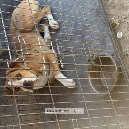 Photo 1/1 Found dog Found in Phelan