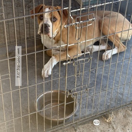 Photo 1/1 Found dog Found in Phelan