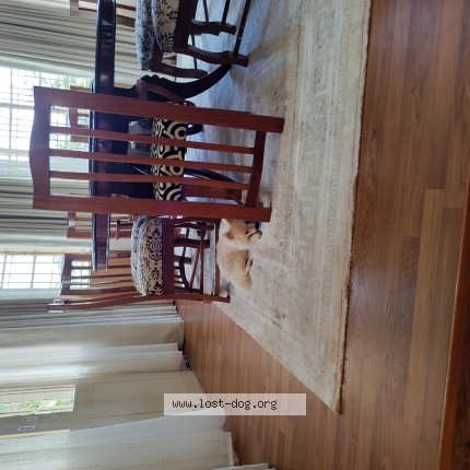 Photo 1/1 Max Dog lost in Nyeri