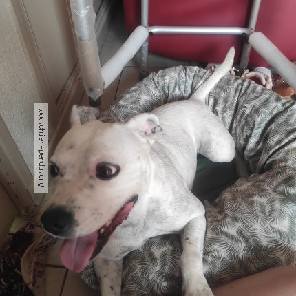 Foto eines wiedergefundenen Hundes in Les Bories