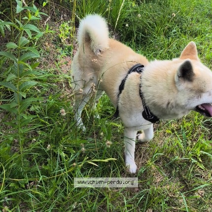 Photo 1/1 Found dog Found in Lavazan