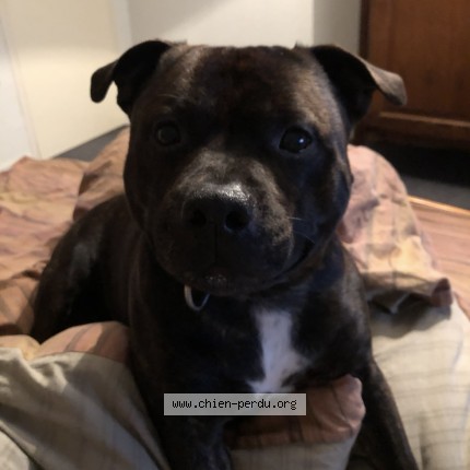 Photo 1/1 iam Dog lost in Lancome