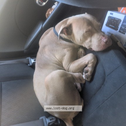 Photo 1/1 Found dog Found in Las Vegas