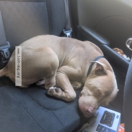 Photo 1/1 Found dog Found in Las Vegas