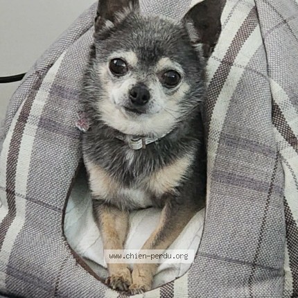Foto eines wiedergefundenen Hundes in Marles Les Mines