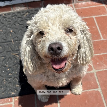 Picture of dog found at North Hills