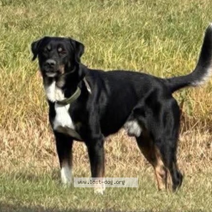 Photo 1/1 RAIDER Dog lost in Archerwill