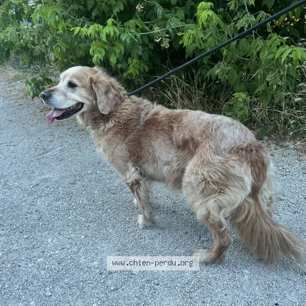 Foto eines wiedergefundenen Hundes in Besancon
