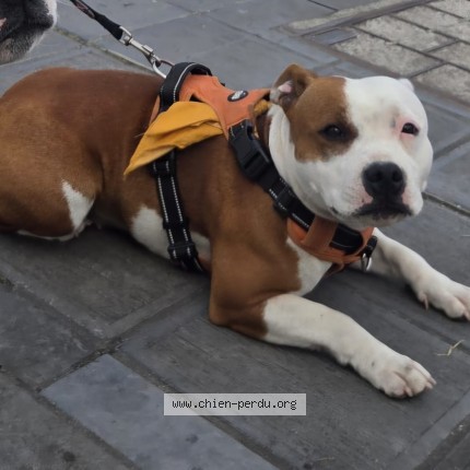 Foto van vermiste hond in Houyet