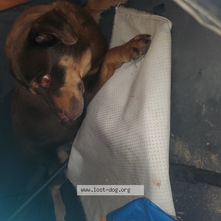 Photo 1/1 Found dog Found in North Little Rock
