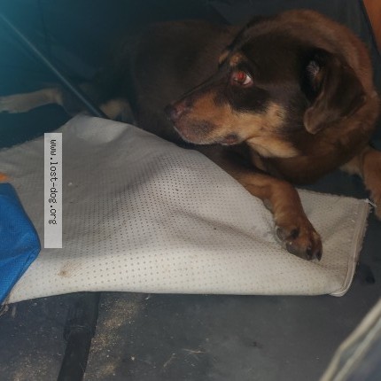 Photo 1/1 Found dog Found in North Little Rock
