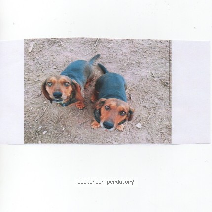 Photo 1/1 sans nom Dog lost in Belarga