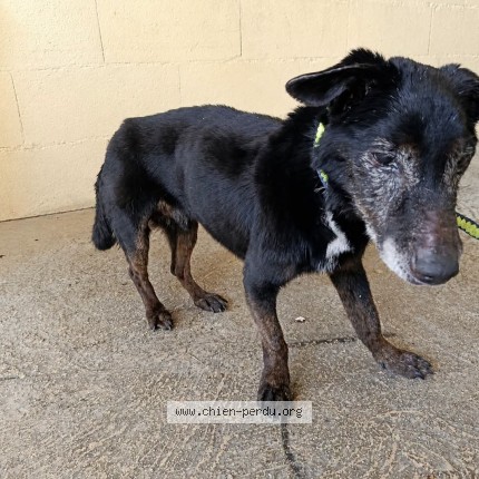 Foto di cane trovato a Pommeuse