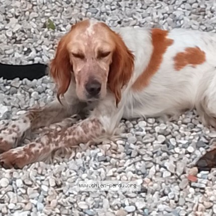 Photo 1/1 Aya Dog lost in Saint Jean D Illac