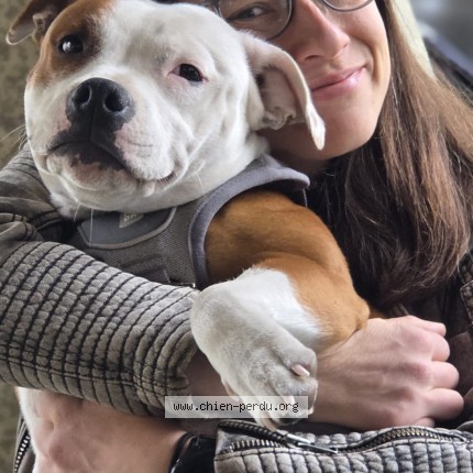 Foto van vermiste hond in Houyet