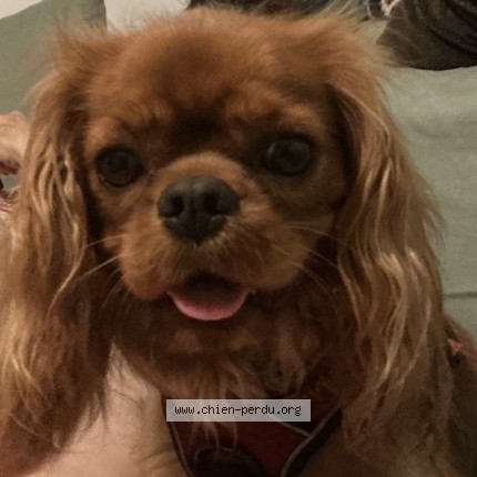 Foto eines wiedergefundenen Hundes in Bligny Les Beaune