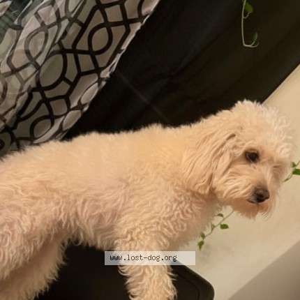 Photo 1/1 Max Dog lost in Chicago