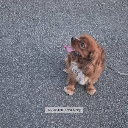 Foto van gevonden hond in Overijse