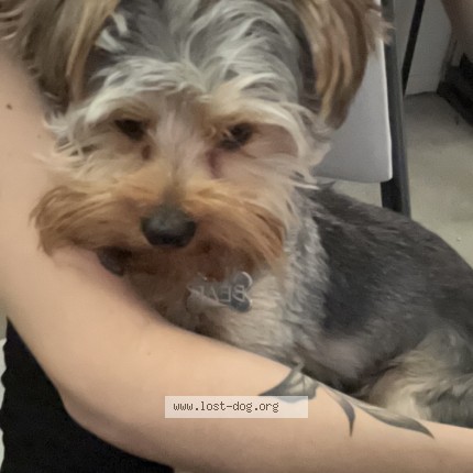Photo 1/1 Reunited dog Lost in Glendale