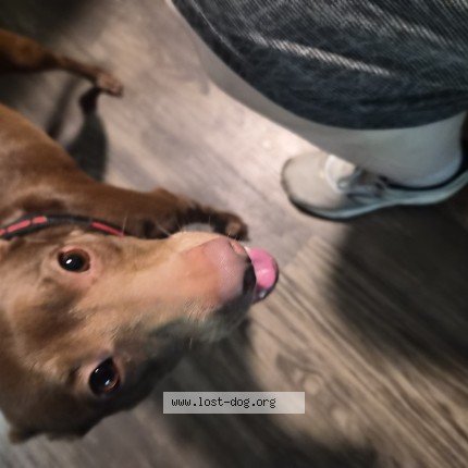 Photo 1/1 Found dog Found in Jacksonville