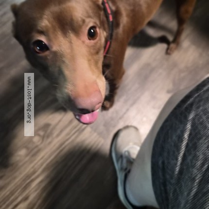 Photo 1/1 Found dog Found in Jacksonville