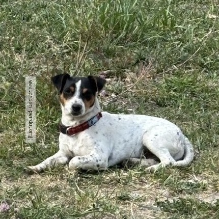 Foto eines wiedergefundenen Hundes in Herbignac