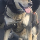 chino